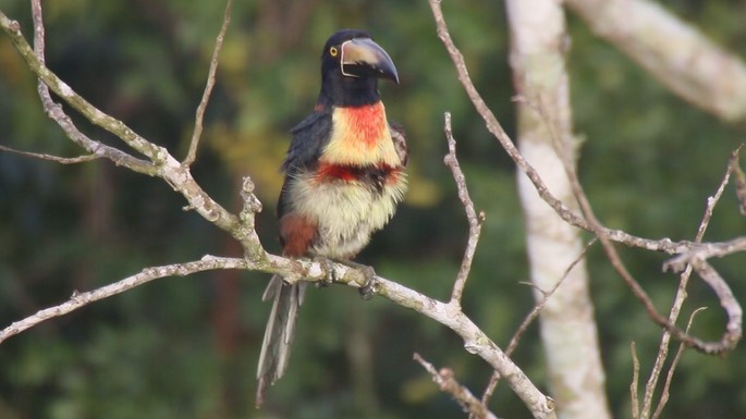 Aracari, Collared 4