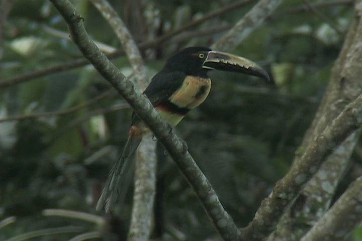 Aracari, Collared_1