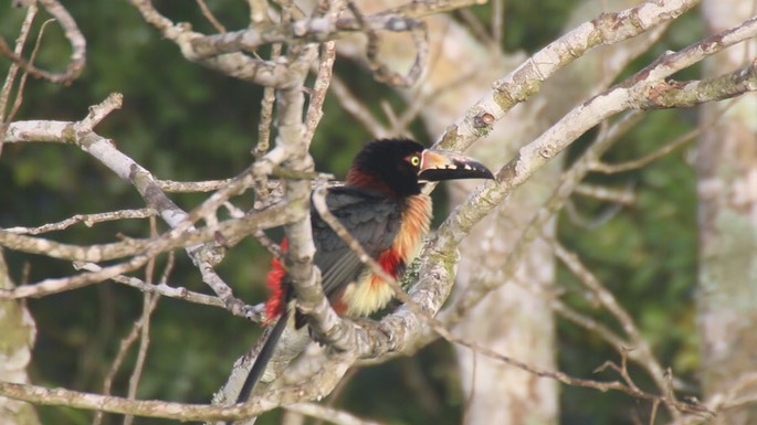 Aracari, Collared