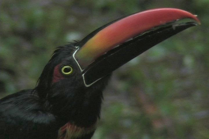 Aracari, Fiery-billed 11