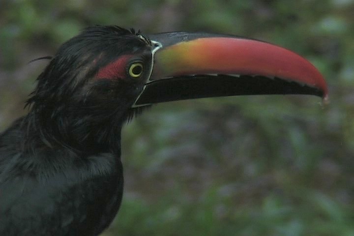 Aracari, Fiery-billed 13