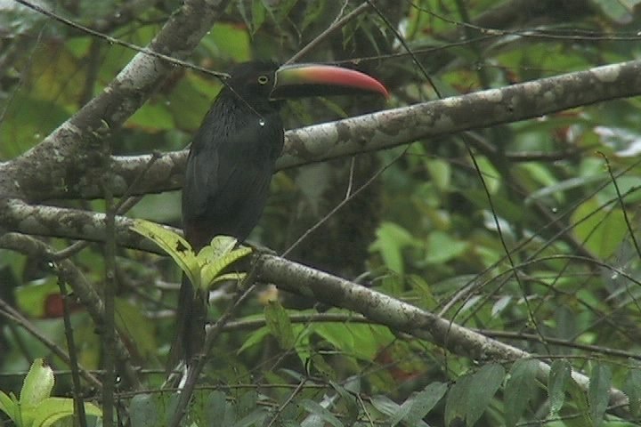 Aracari, Fiery-billed 14