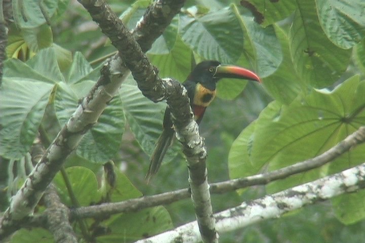 Aracari, Fiery-billed 17