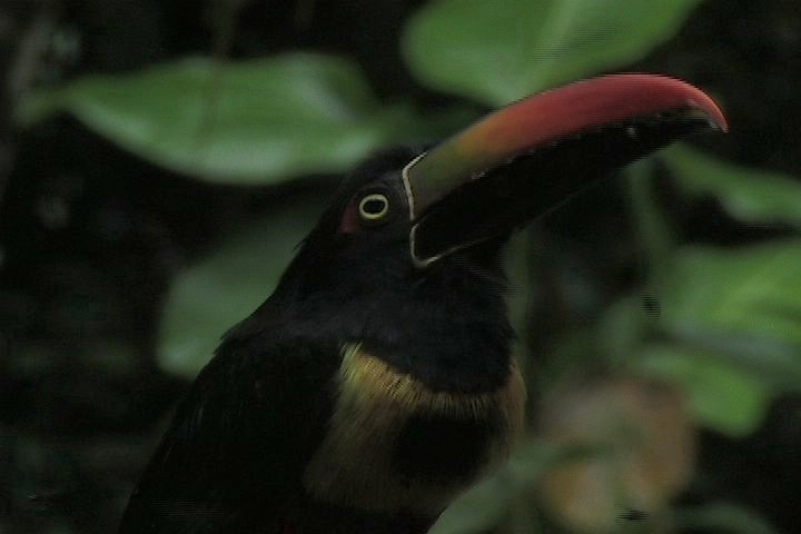 Aracari, Fiery-billed 1_1