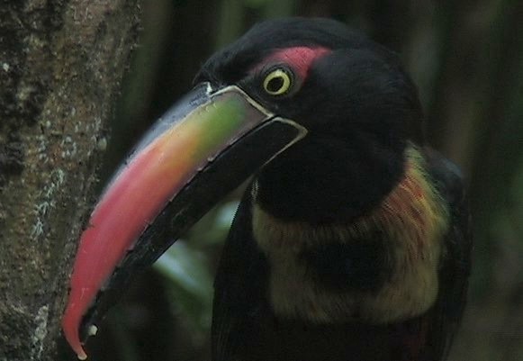 Aracari, Fiery-billed 2