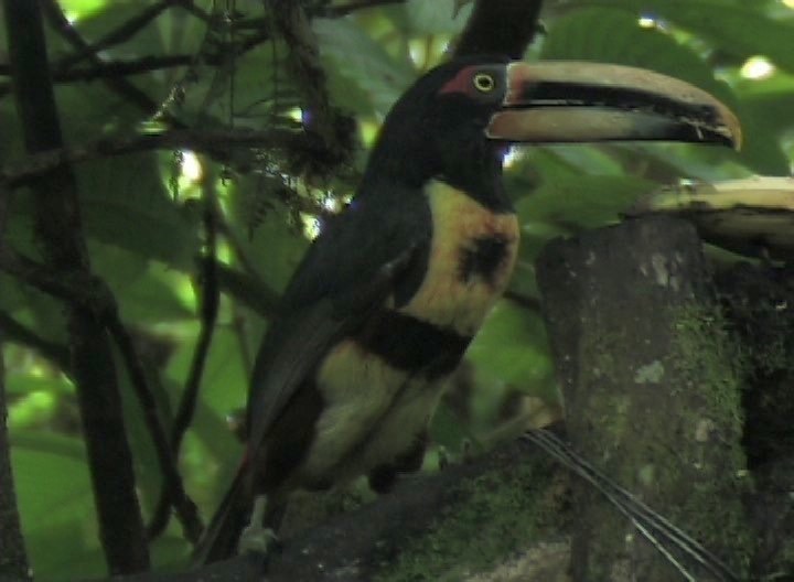 Aracari, Pale-mandibled 1