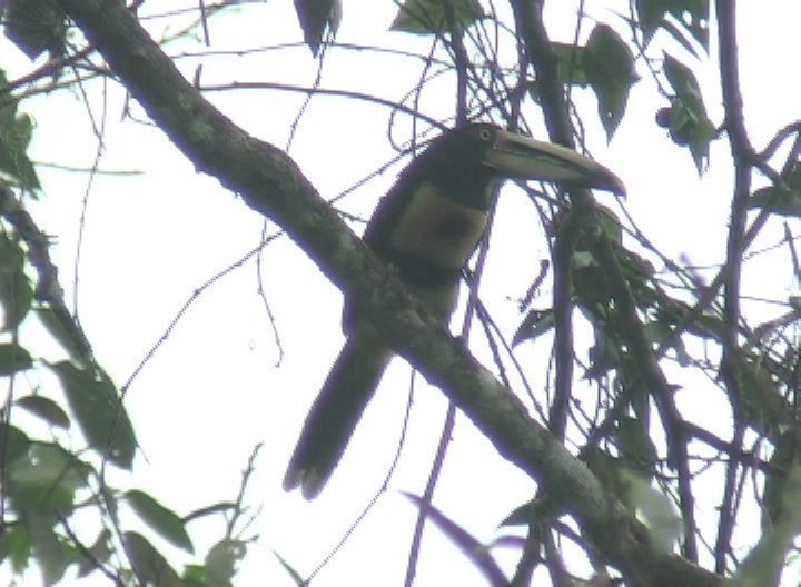 Aracari, Pale-mandibled rio 3