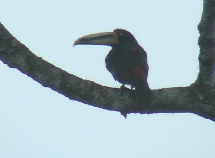 Aracari, Pale-mandibled rio 1