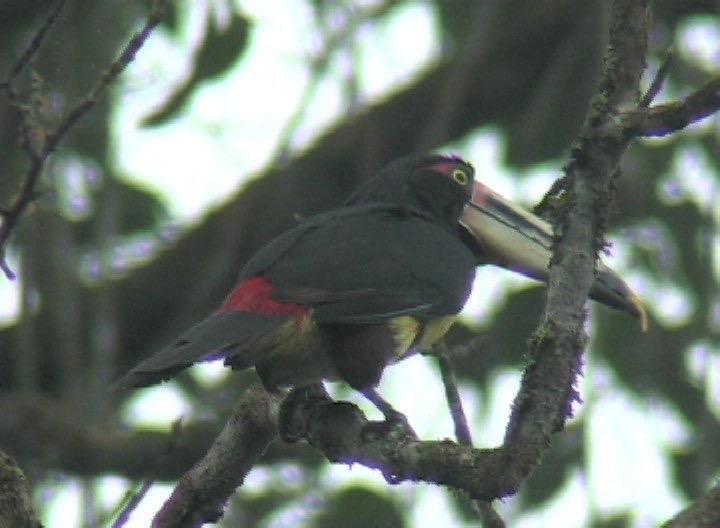 Aracari, Pale-mandibled rio 2