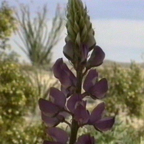 arizona lupin