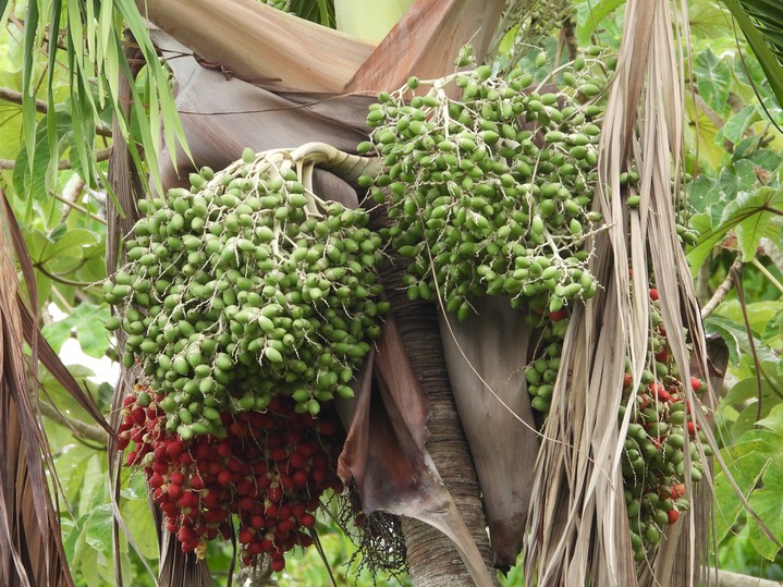 Attalea cohune, Cohune Palm1