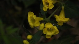 Aureolaria sp.