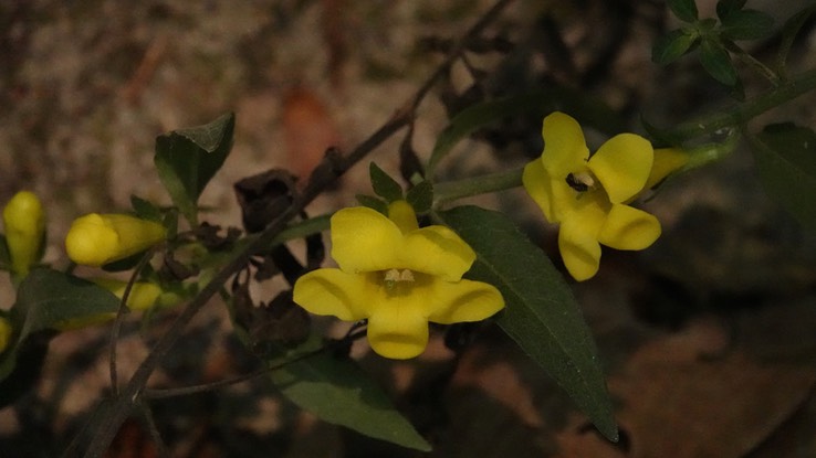 Aureolaria sp.