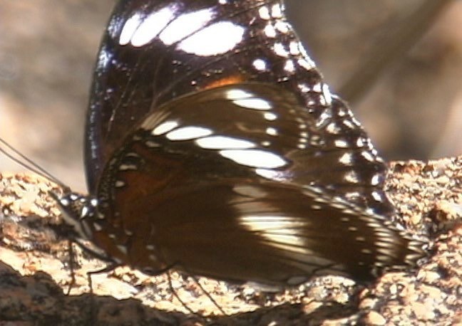 Australian Butterfly 1