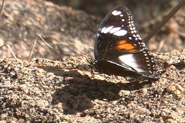 Australian Butterfly 2