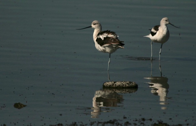 Avocet, American 1