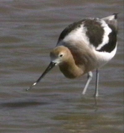 Avocet, American 2