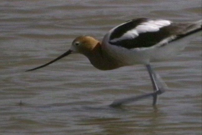 Avocet, American 3