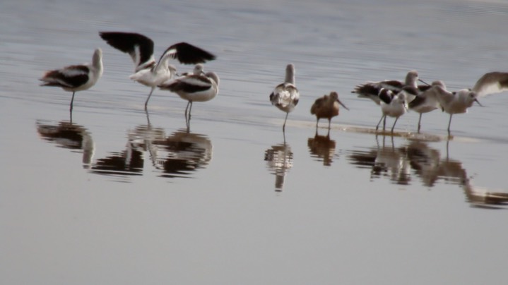 Avocet, American (Oregon) 1