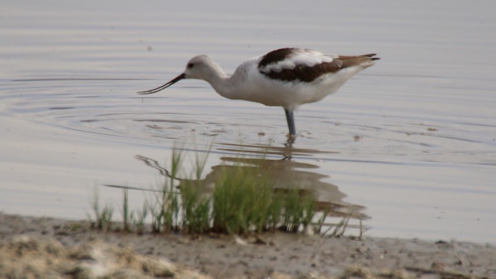 Avocet, American (Oregon) 5