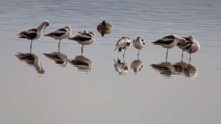 Avocet, American (Oregon)