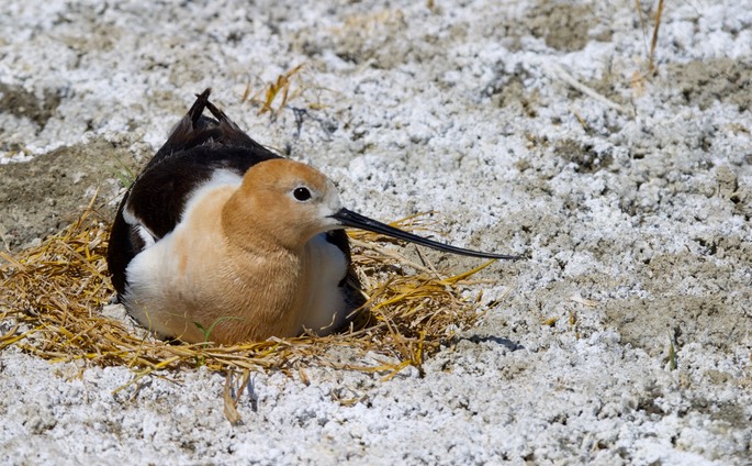 Avocet, American1