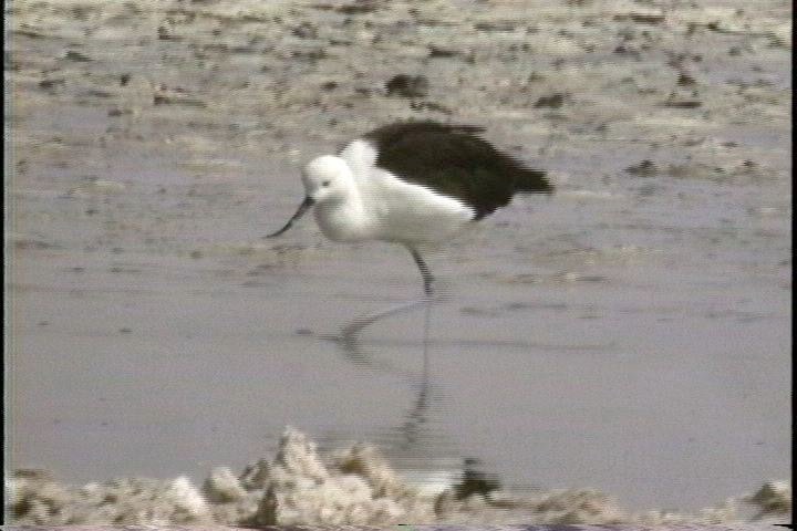 Avocet, Andean4