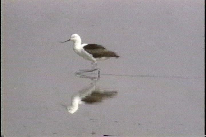 Avocet, Andean