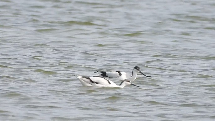 Avocet, Pied 1