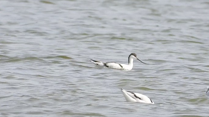 Avocet, Pied 2