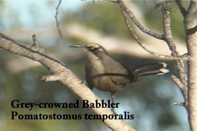 Babbler, Grey-crowned 1