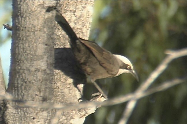 Babbler, Grey-crowned 2