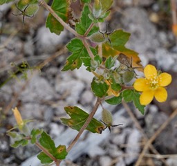 Bahia de los Angeles, Baja California,possibly Mentzelia adhaerens, Baja California Stick-Leaf