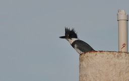 Bahia de los Angeles, Baja California, Belted Kingfisher, Ceryle alcyon. 3