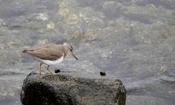 Bahia de los Angeles, Baja California, Spotted Sandpiper, Actitis macularia. 1