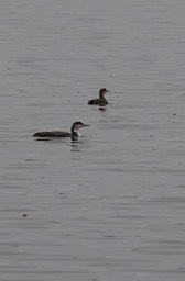 Bahia de los Angeles, Baja California, Common Loon, Gavia immer. 2