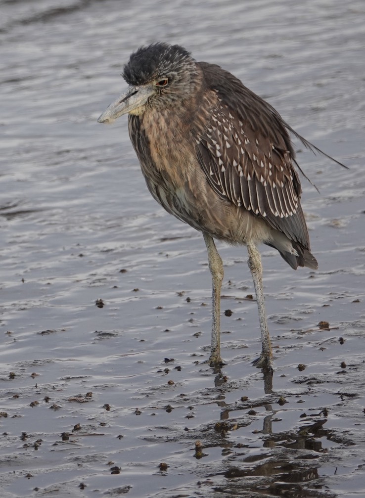 Bahia de los Angeles, Baja California, Black-crowned Night-Heron, Nycticorax nycticorax. 6