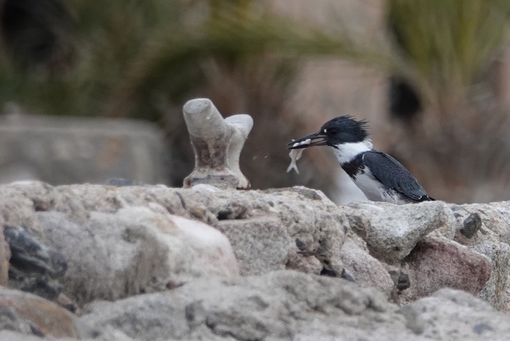 Bahia de los Angeles, Baja California, Belted Kingfisher, Ceryle alcyon 2