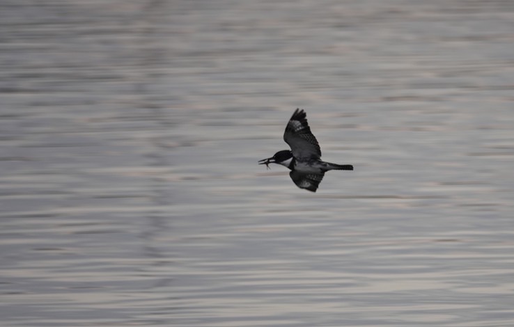 Bahia de los Angeles, Baja California, Belted Kingfisher, Ceryle alcyon 1