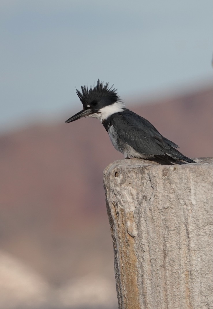 Bahia de los Angeles, Baja California, Belted Kingfisher, Ceryle alcyon. 5