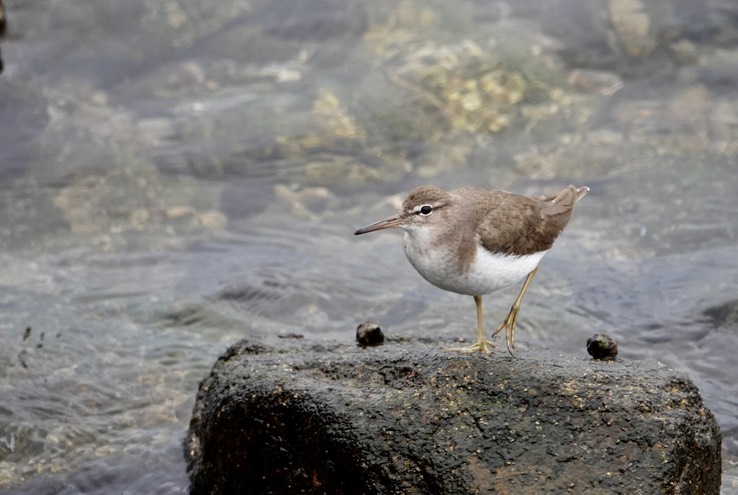 Bahia de los Angeles, Baja California, Spotted Sandpiper, Actitis macularia. 3