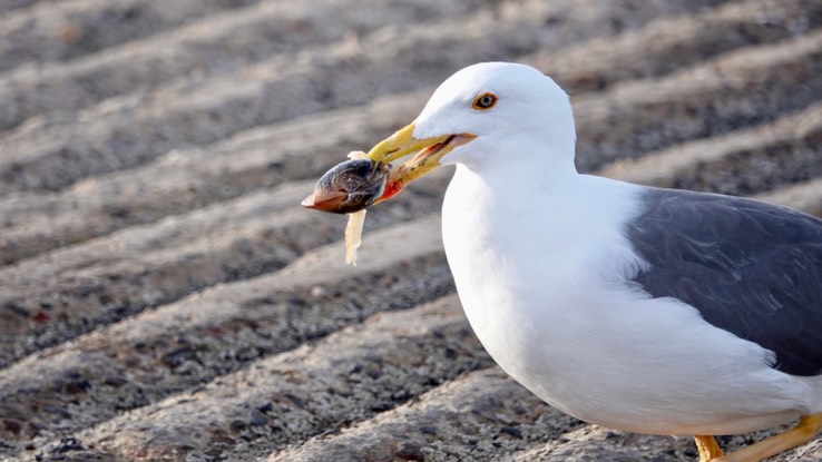 Bahia de los Angeles, Baja California, Western Gull, Larus occidentalis. 7