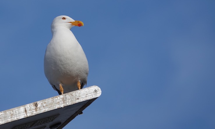 Bahia de los Angeles, Baja California, Western Gull, Larus occidentalis. 2