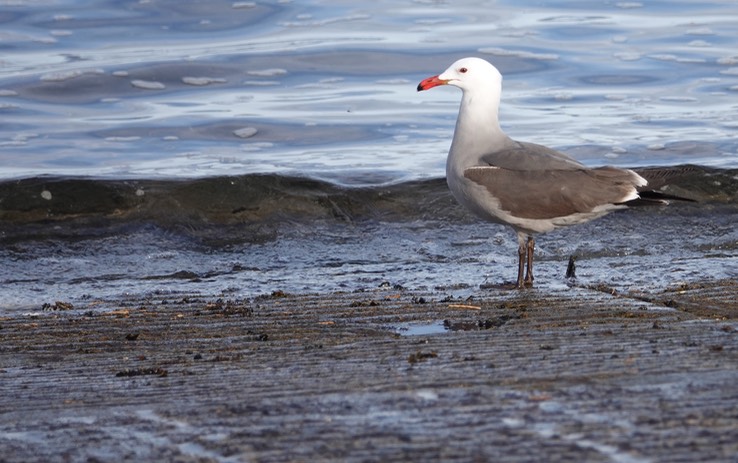 Bahia de los Angeles, Baja California, Heermann's gull, Larus heermanmi, 1