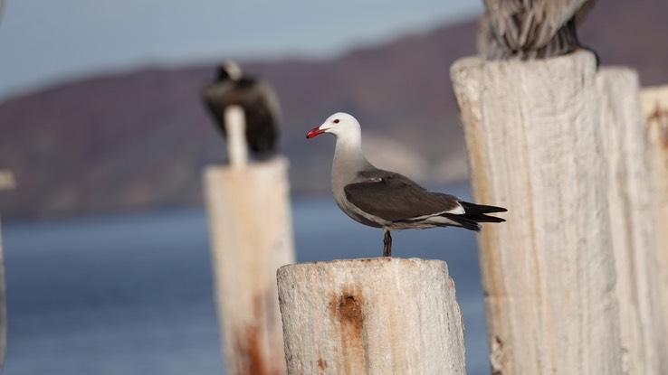 Bahia de los Angeles, Baja California, Heermann's gull, Larus heermanmi,  5