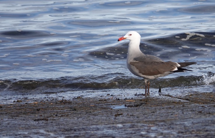 Bahia de los Angeles, Baja California, Heermann's gull, Larus heermanmi, 2