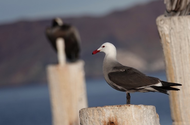 Bahia de los Angeles, Baja California, Heermann's gull, Larus heermanmi,  4