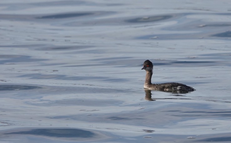 Bahia de los Angeles, Baja California, Eared Grebe, Podiceps nigricollis. 2