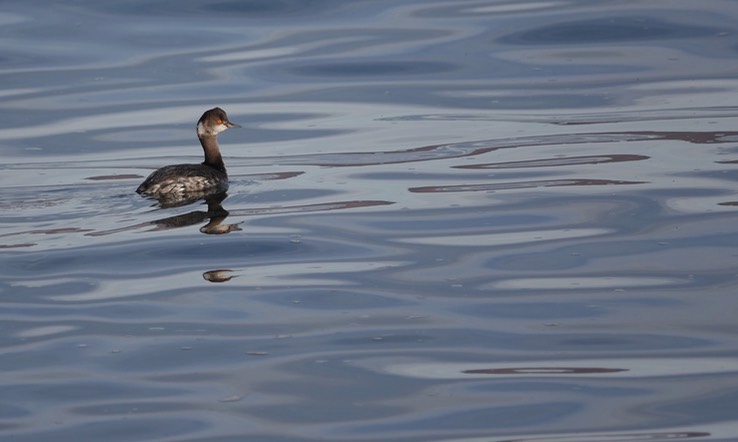 Bahia de los Angeles, Baja California, Eared Grebe, Podiceps nigricollis. 8