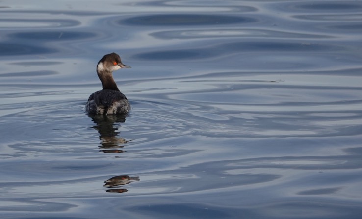 Bahia de los Angeles, Baja California, Eared Grebe, Podiceps nigricollis. 7